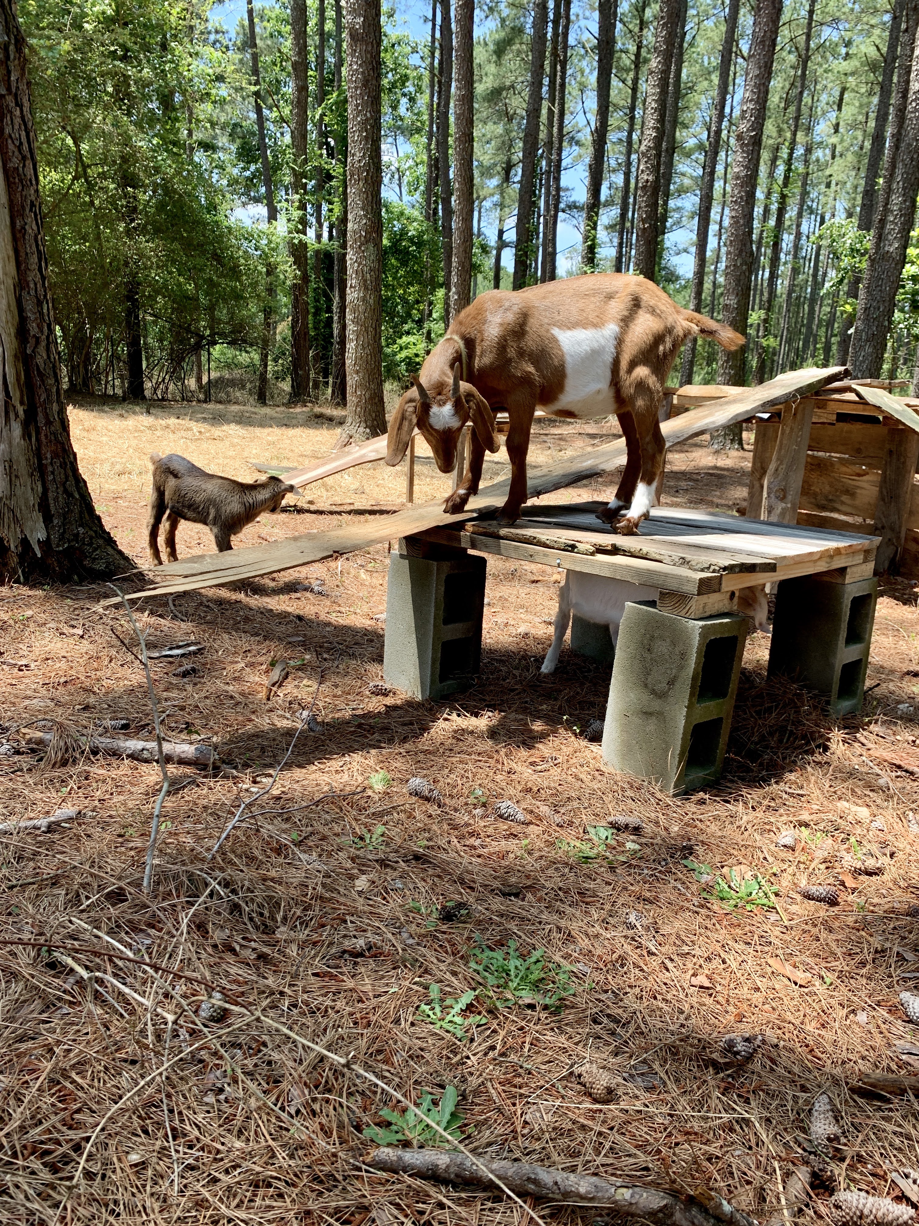 goat building